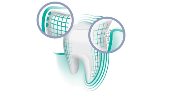 Tooth Illustrations High Res OL The correct use